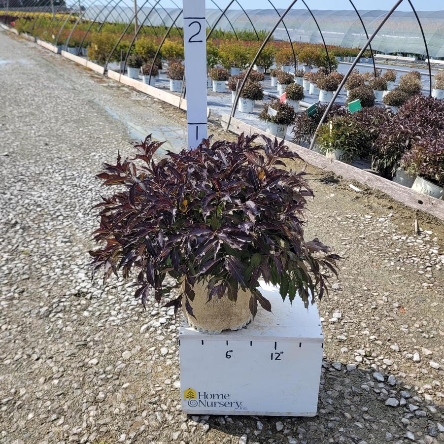 Weigela florida Spilled Wine®