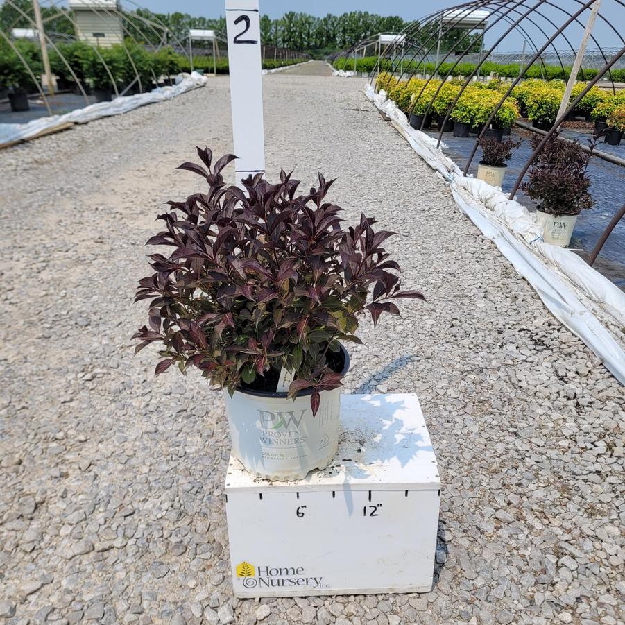 Weigela florida Wine & Roses®