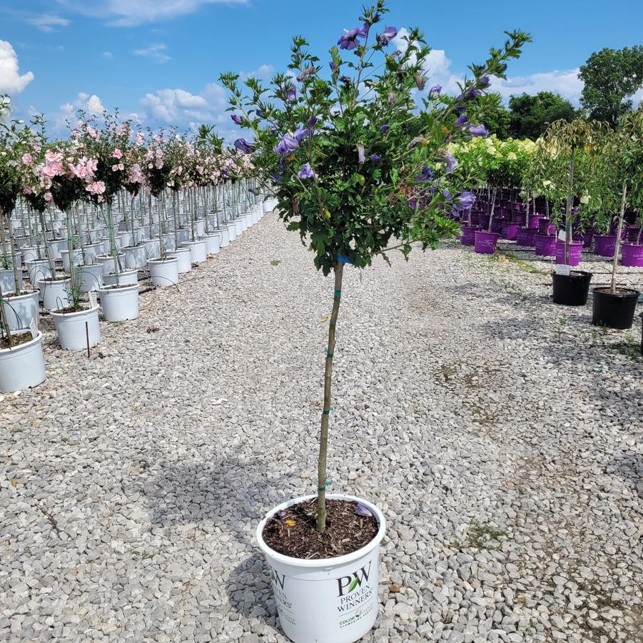 Hibiscus syriacus Azurri Blue Satin® Tree