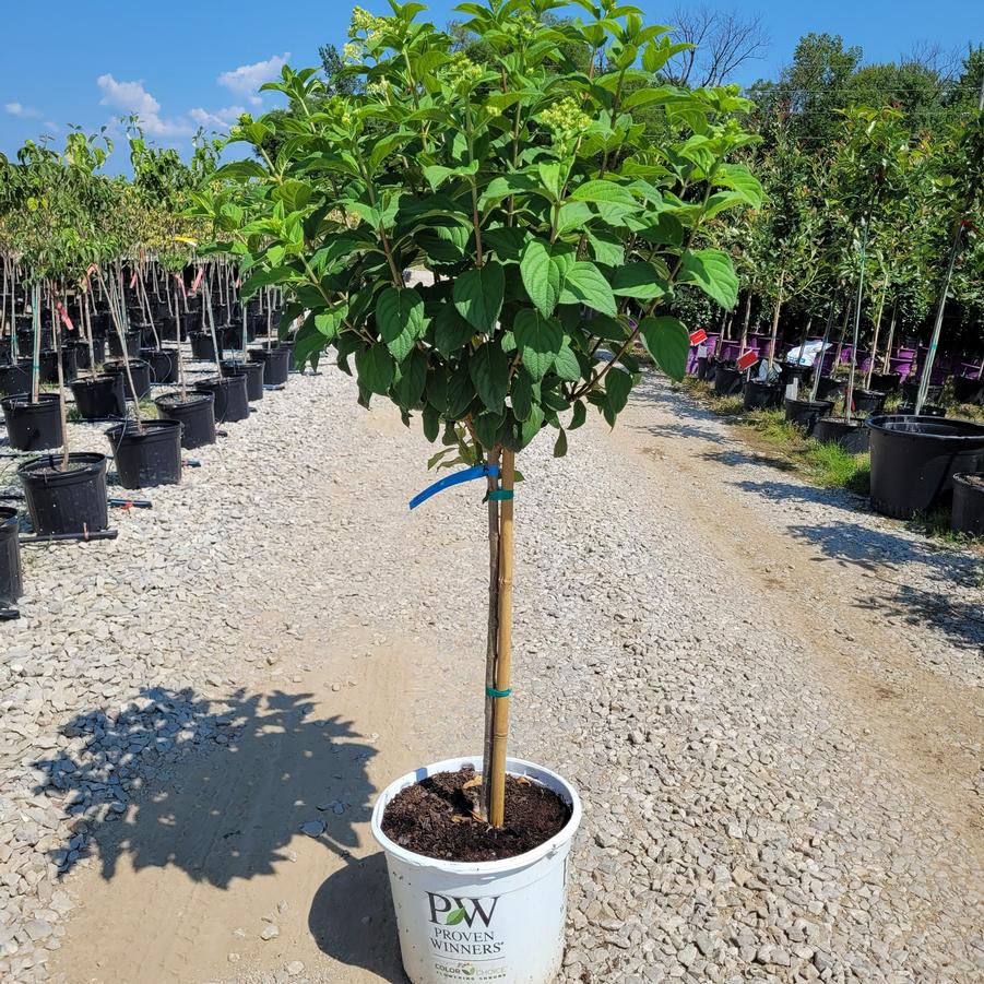 Hydrangea paniculata Fire Light® tree form