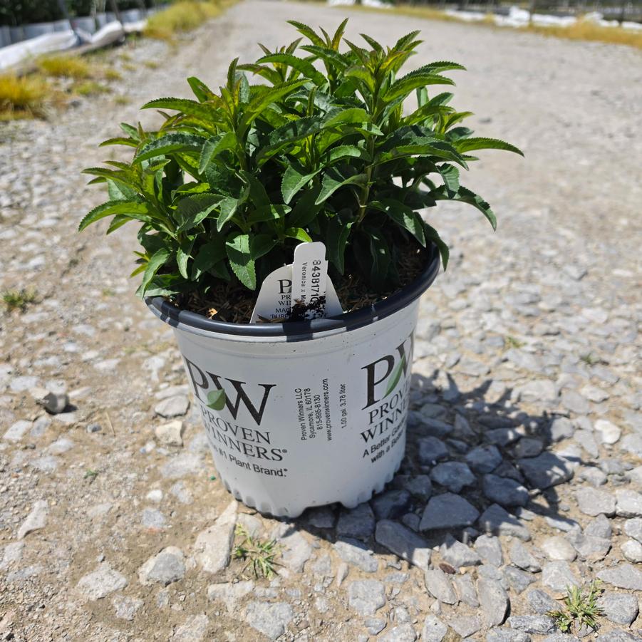 Veronica x Magic Show® 'Purple Illusion'