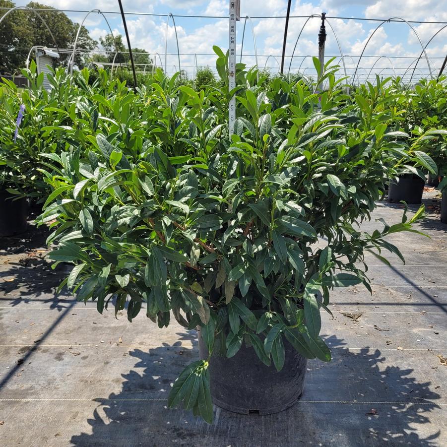 Prunus laurocerasus 'Chestnut Hill'