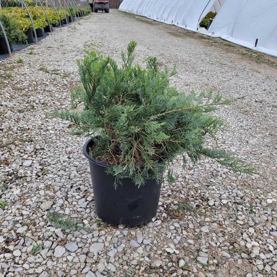 Juniperus virginiana 'Grey Owl'