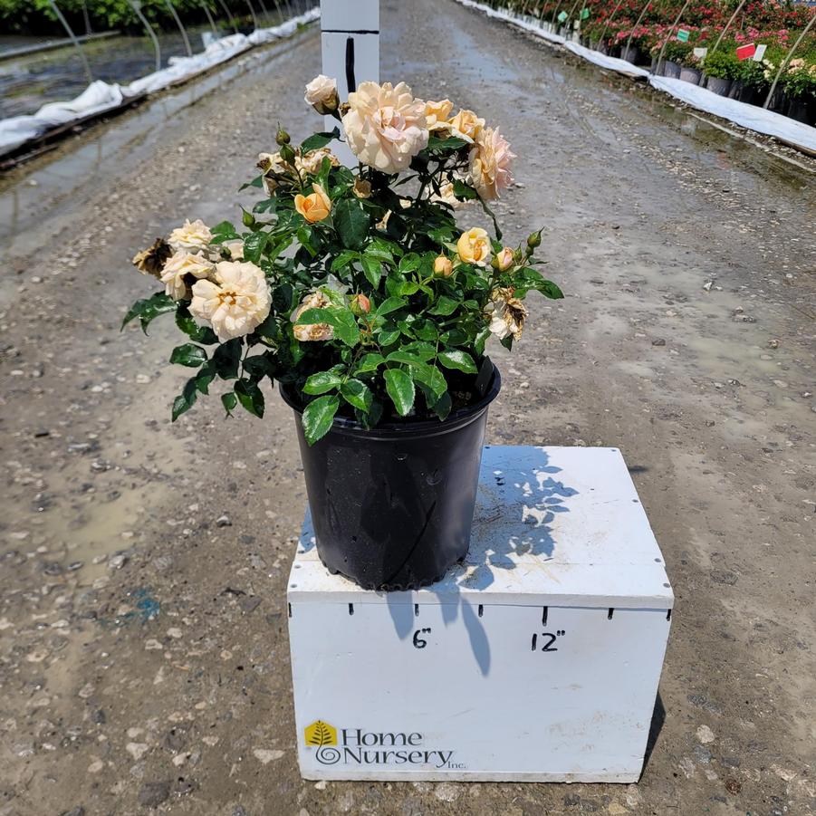 Rosa x Cream™ Veranda®