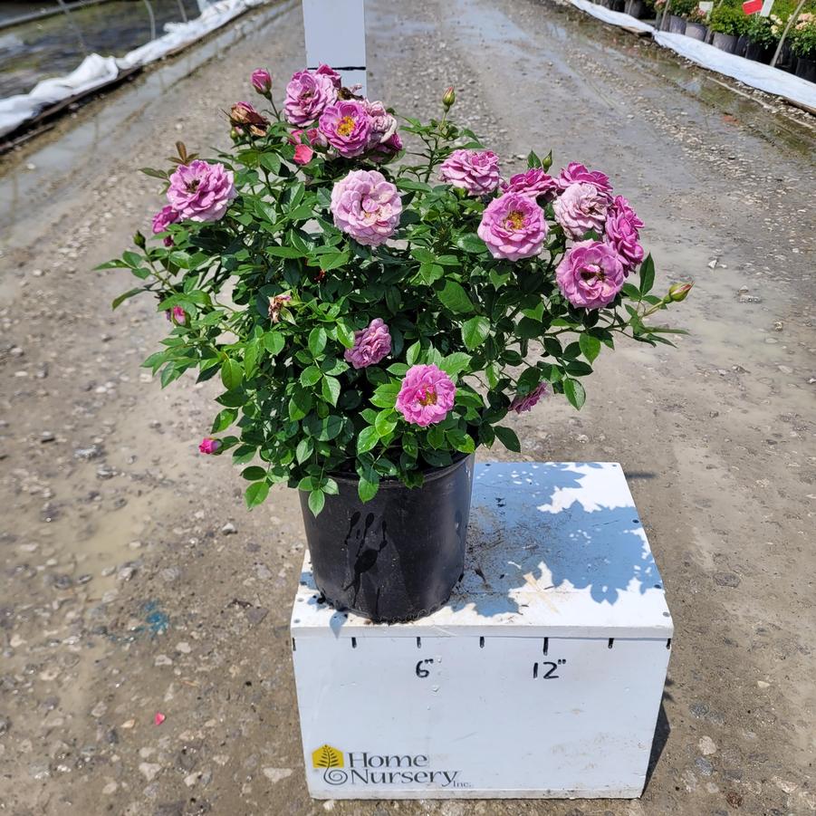 Rosa x Lavender Veranda®
