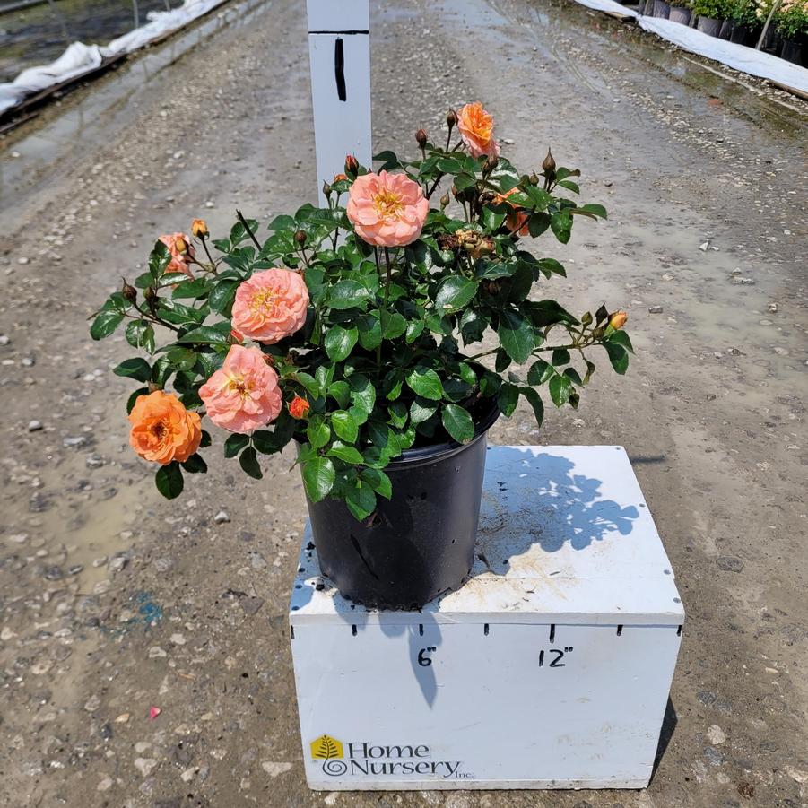 Rosa x Mango Veranda®