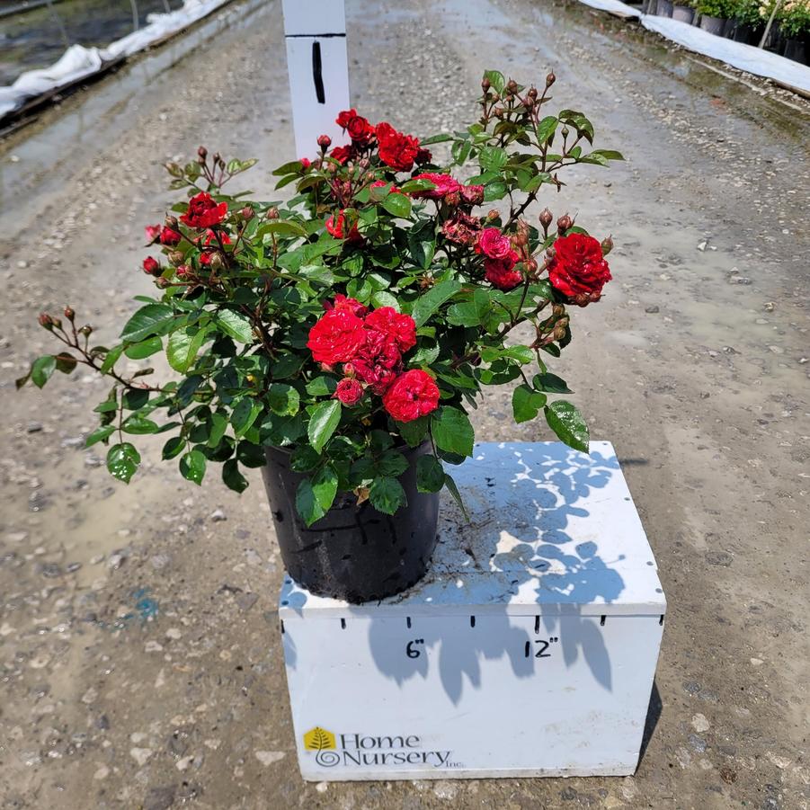 Rosa x Roxanne™ Veranda®