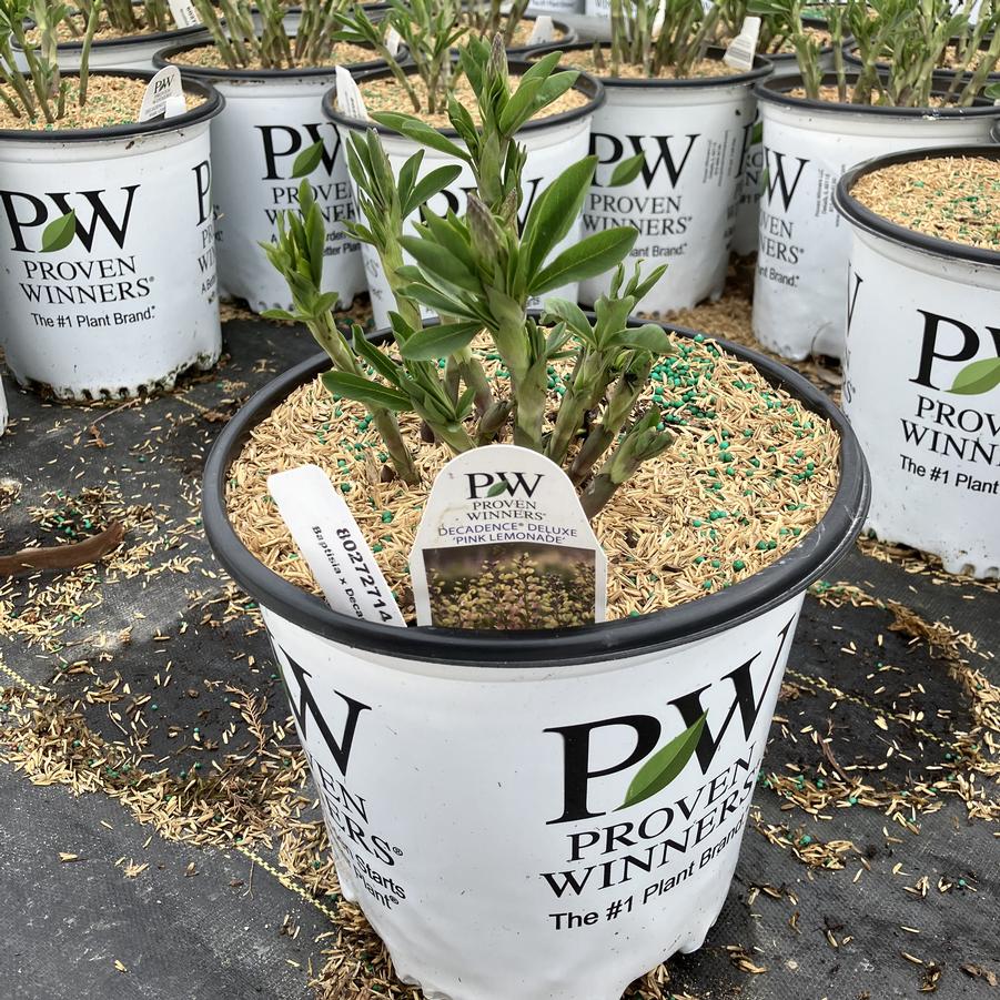 Baptisia x Decadence® Deluxe 'Pink Lemonade'