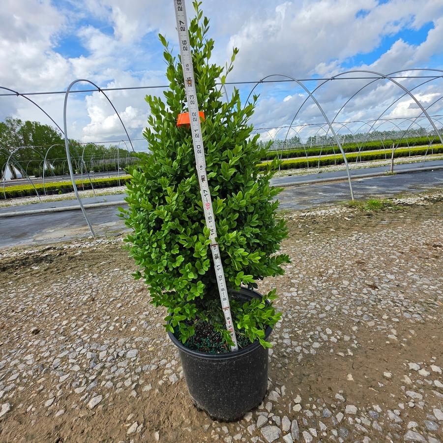 Buxus x 'Green Mountain' Pyramidal