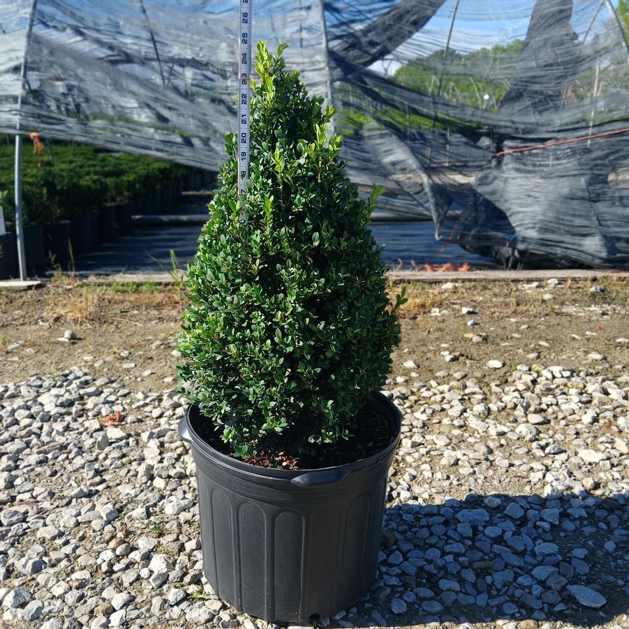 Buxus x 'Green Mountain' Pyramidal
