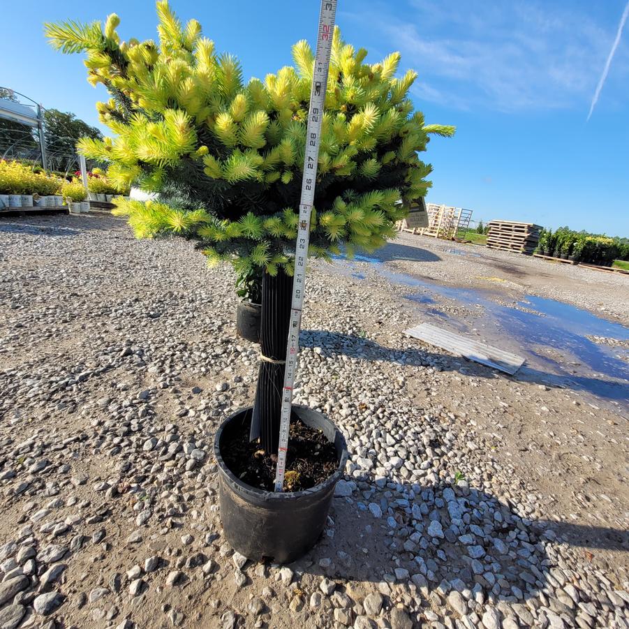 Picea pungens 'Globosa' - low standard