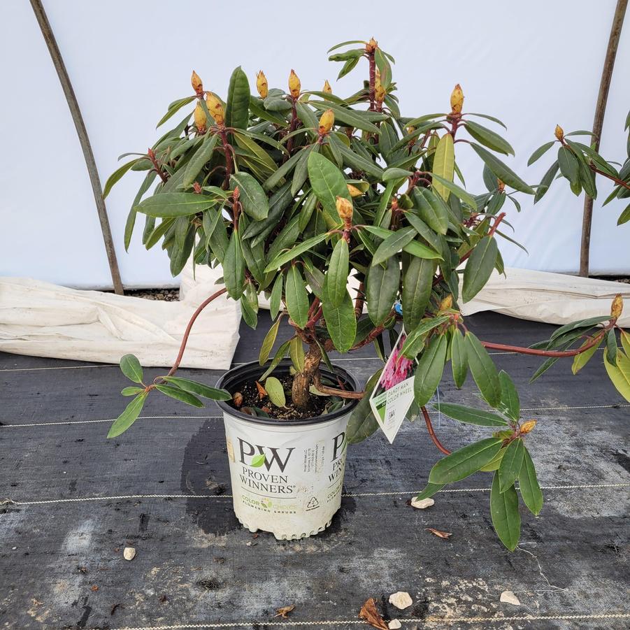 Rhododendron x Dandy Man Color Wheel®