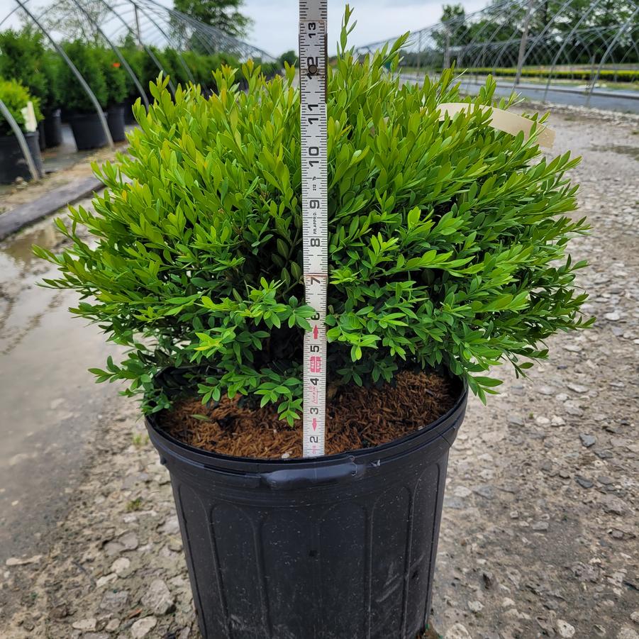 Buxus x 'Green Gem'