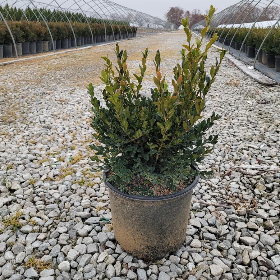 Buxus x 'Green Velvet'