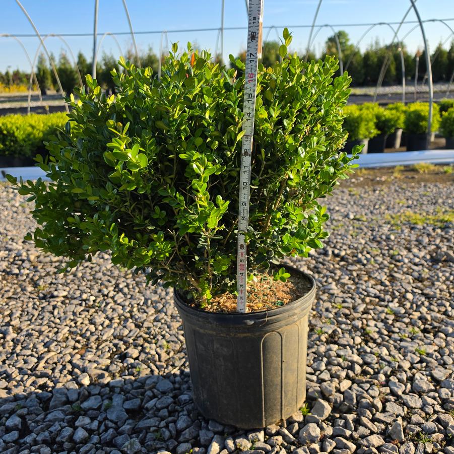 Buxus x 'Green Velvet'