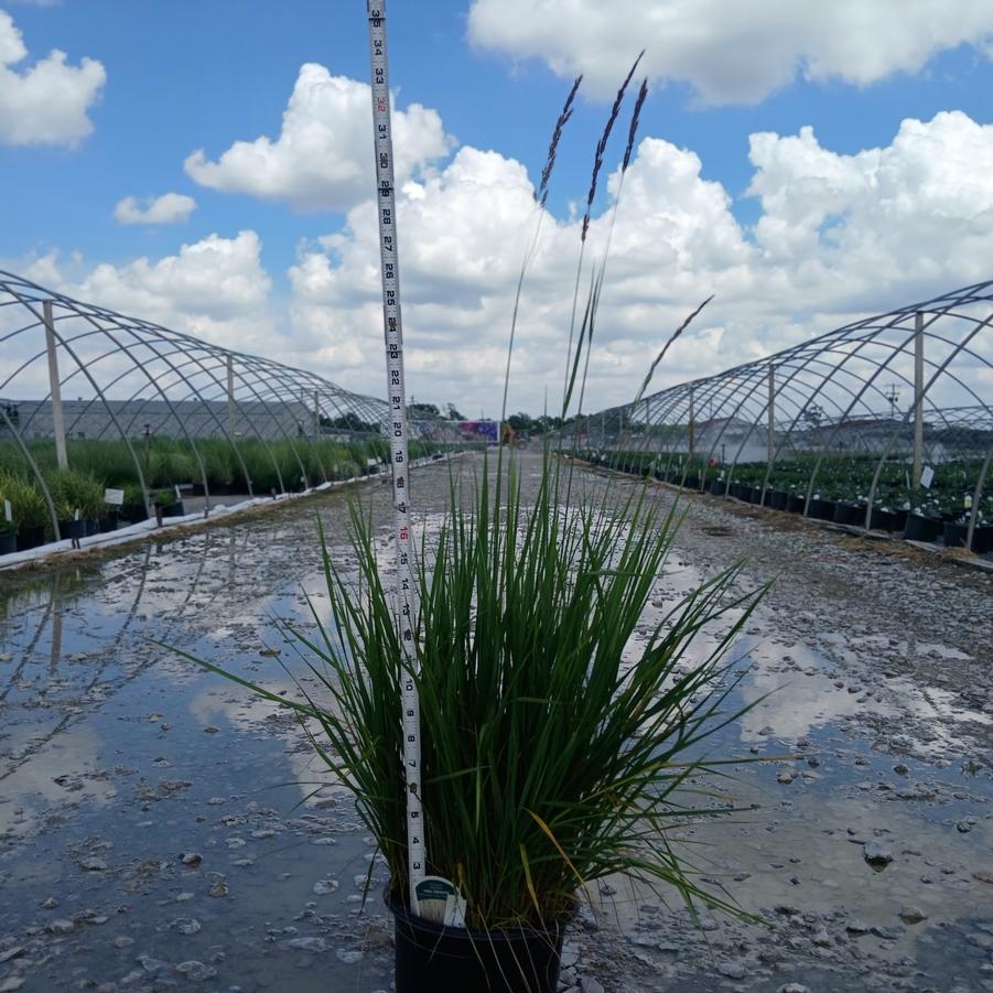 Calamagrostis x acutiflora 'Karl Foerster'
