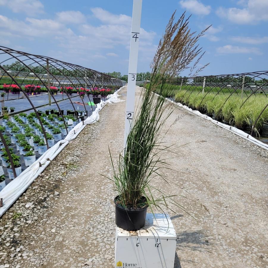 Calamagrostis x acutiflora 'Karl Foerster'