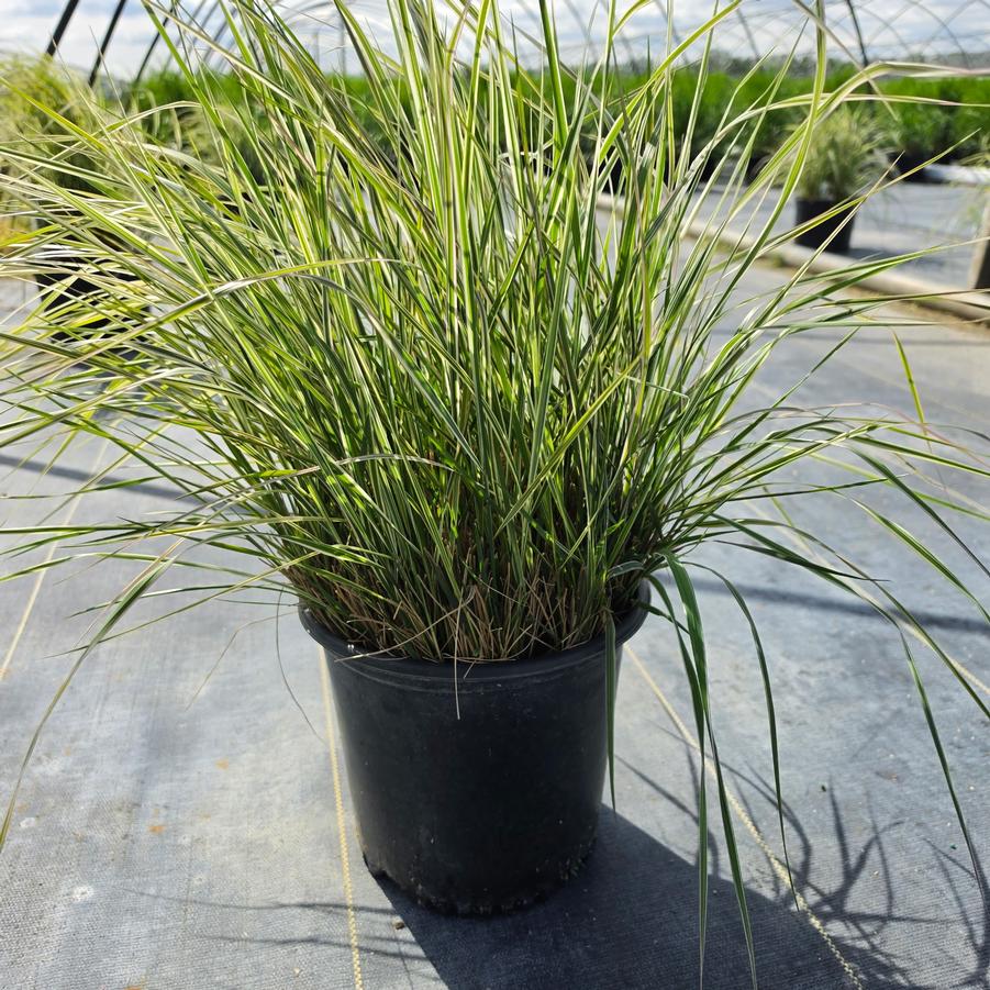 Calamagrostis x acutiflora 'Overdam'