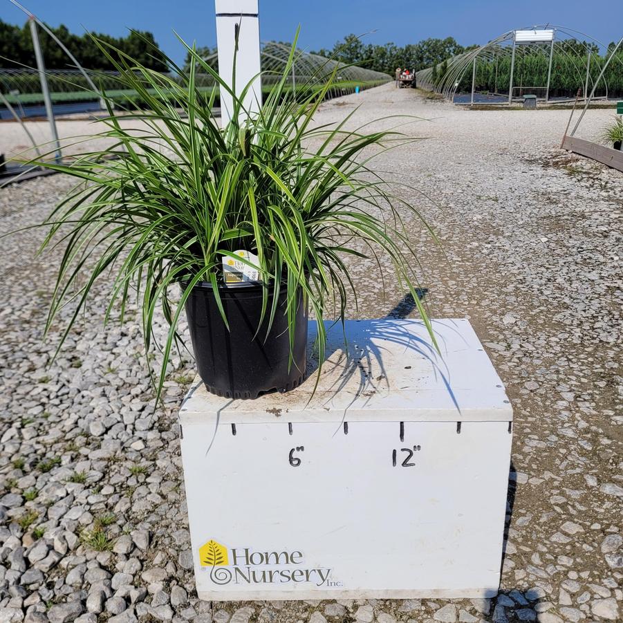 Carex morrowii 'Ice Dance'