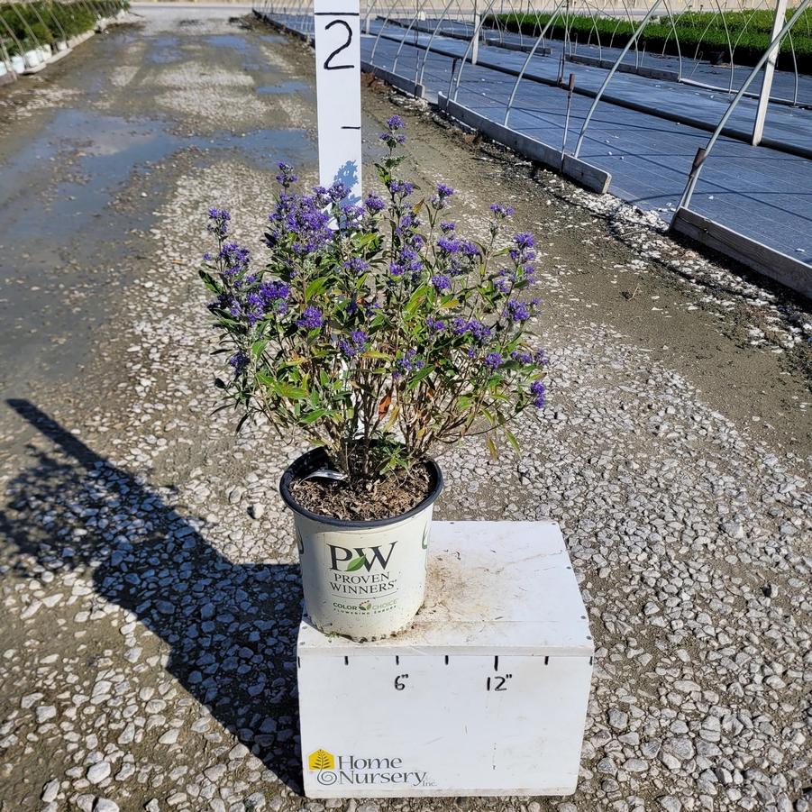 Caryopteris x clandonensis Beyond Midnight®