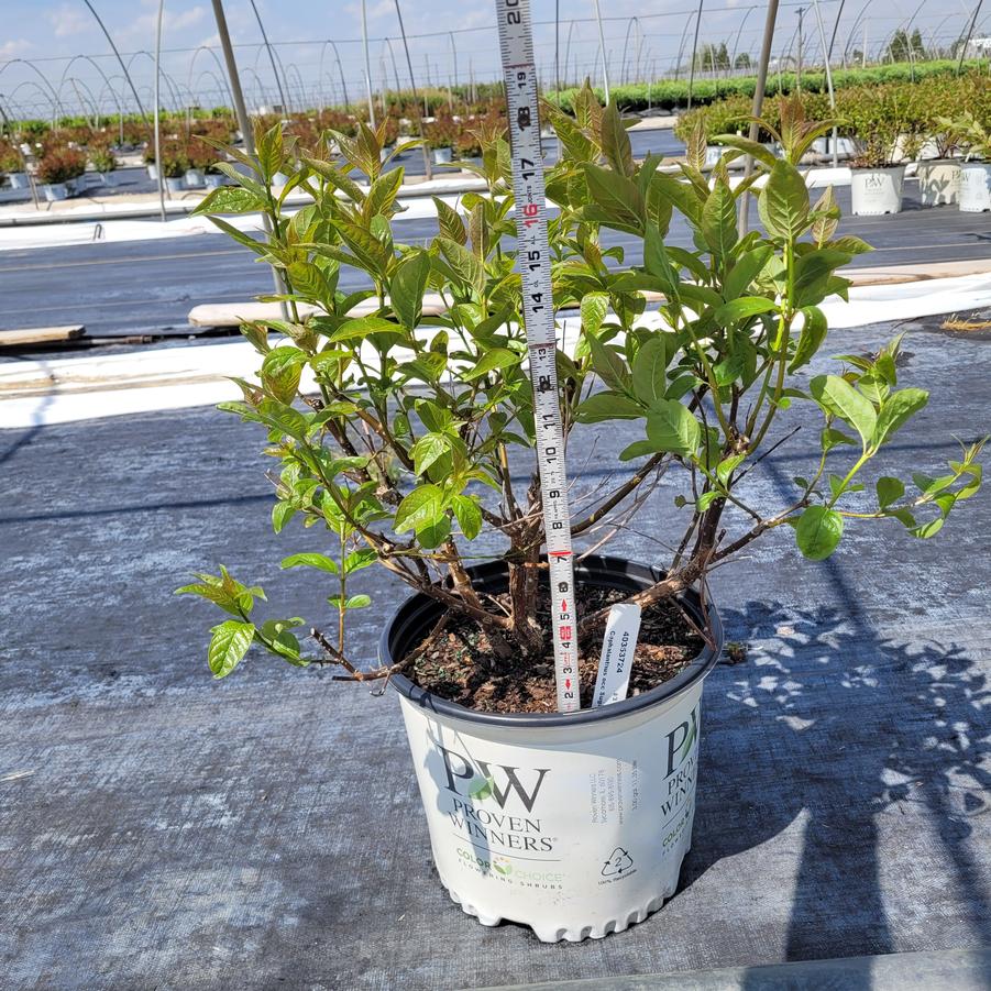 Cephalanthus occidentalis Sugar Shack&reg;