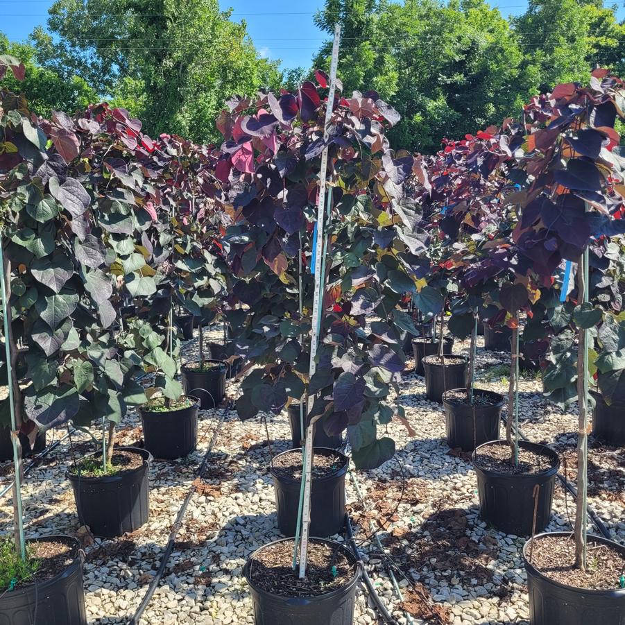 Cercis canadensis 'Ruby Falls'