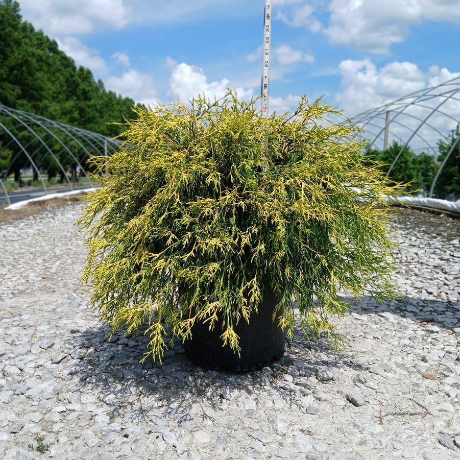Chamaecyparis pisifera 'Lemon Thread'