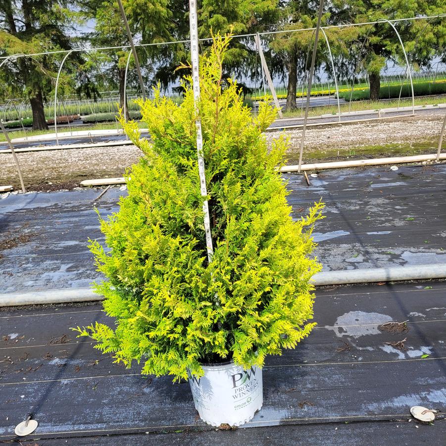 Chamaecyparis pisifera Soft Serve&reg; Gold