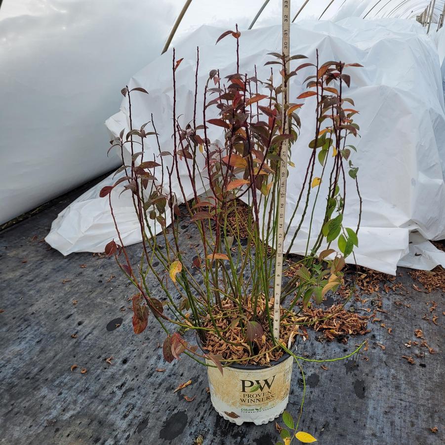 Itea virginica Fizzy Mizzy®