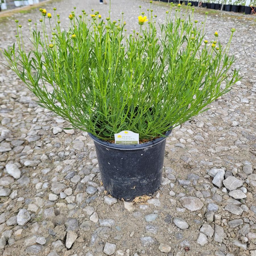 Coreopsis x 'Creme Brulee'