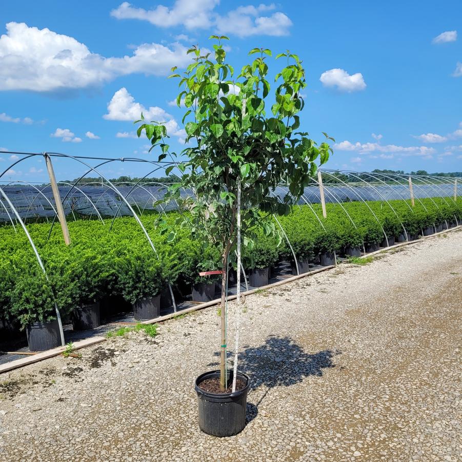 Cornus florida f. rubra 