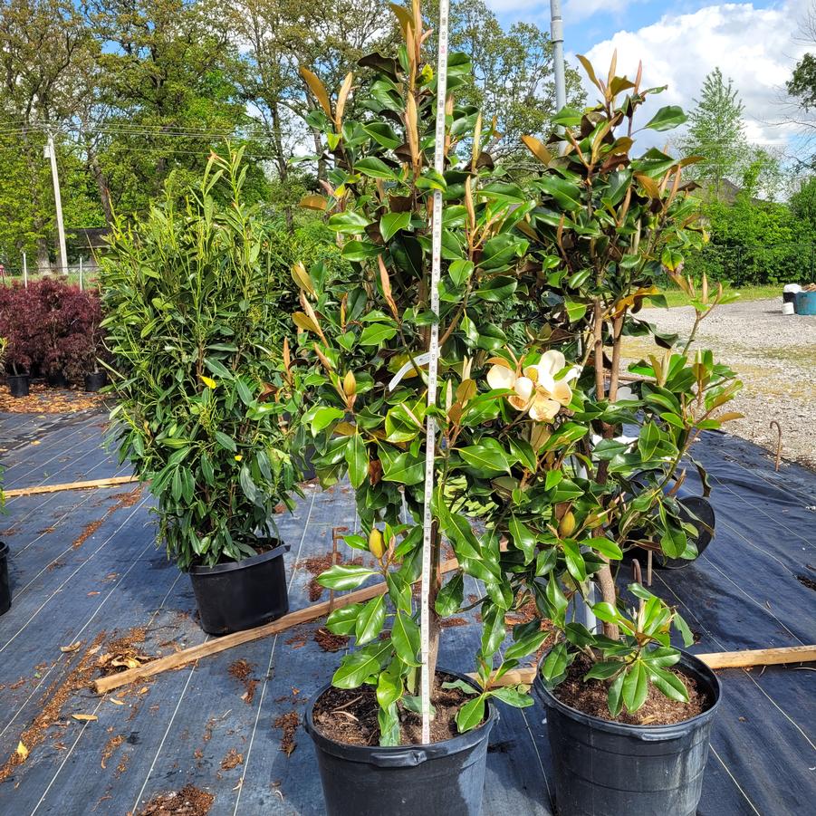 Magnolia grandiflora 'Bracken's Brown Beauty'
