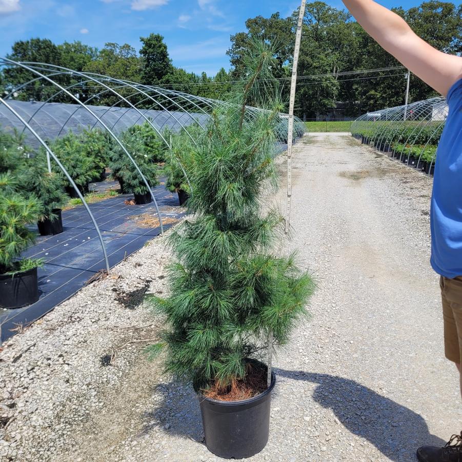Pinus strobus 