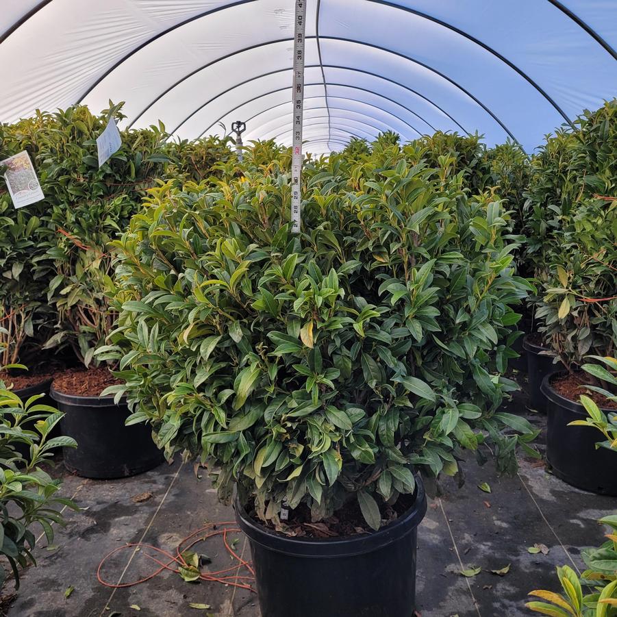 Prunus laurocerasus 'Chestnut Hill'