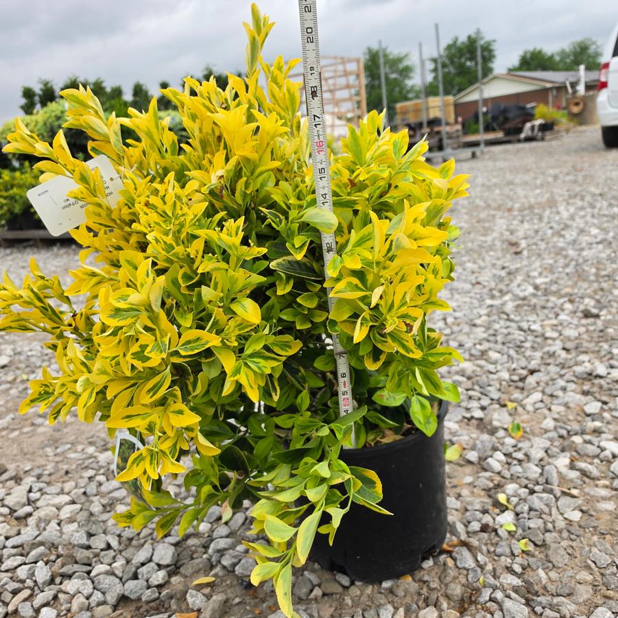 Euonymus japonicus 'Aureomarginatus'