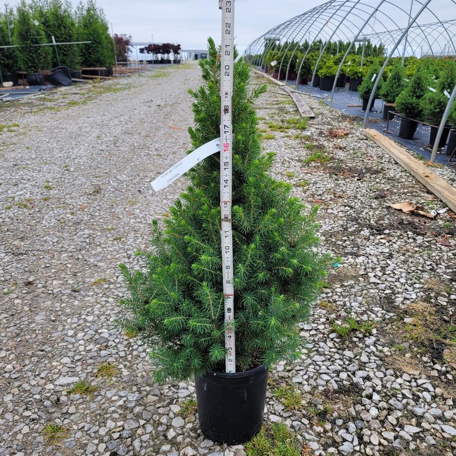 Picea glauca 'Conica'