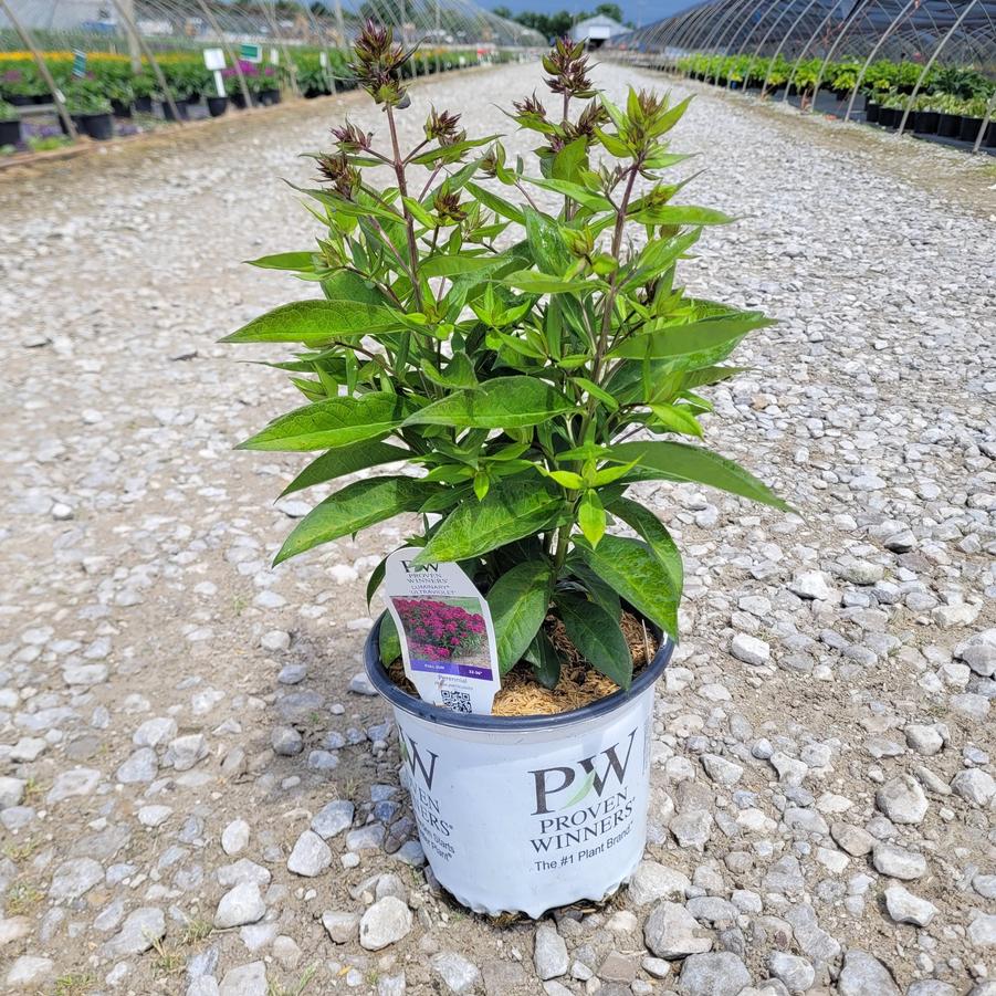 Phlox paniculata Luminary™ 'Ultraviolet'