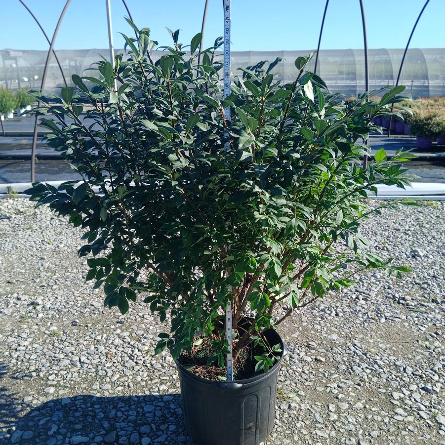 Euonymus alatus 'Compactus'