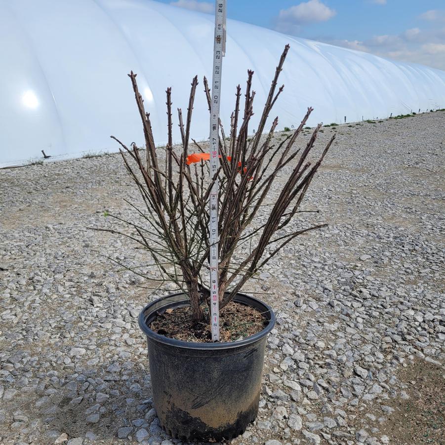 Euonymus alatus 'Compactus'