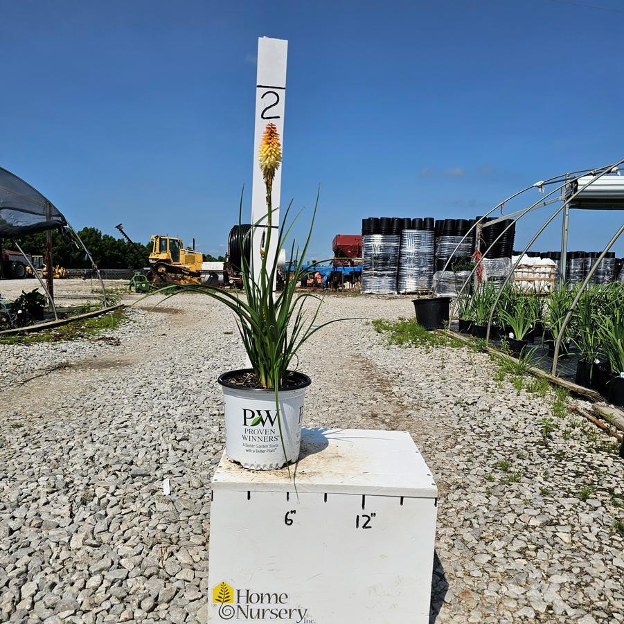 Kniphofia x Pyromania® 'Hot and Cold'
