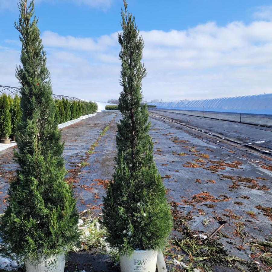 Juniperus chinensis Gin Fizz®