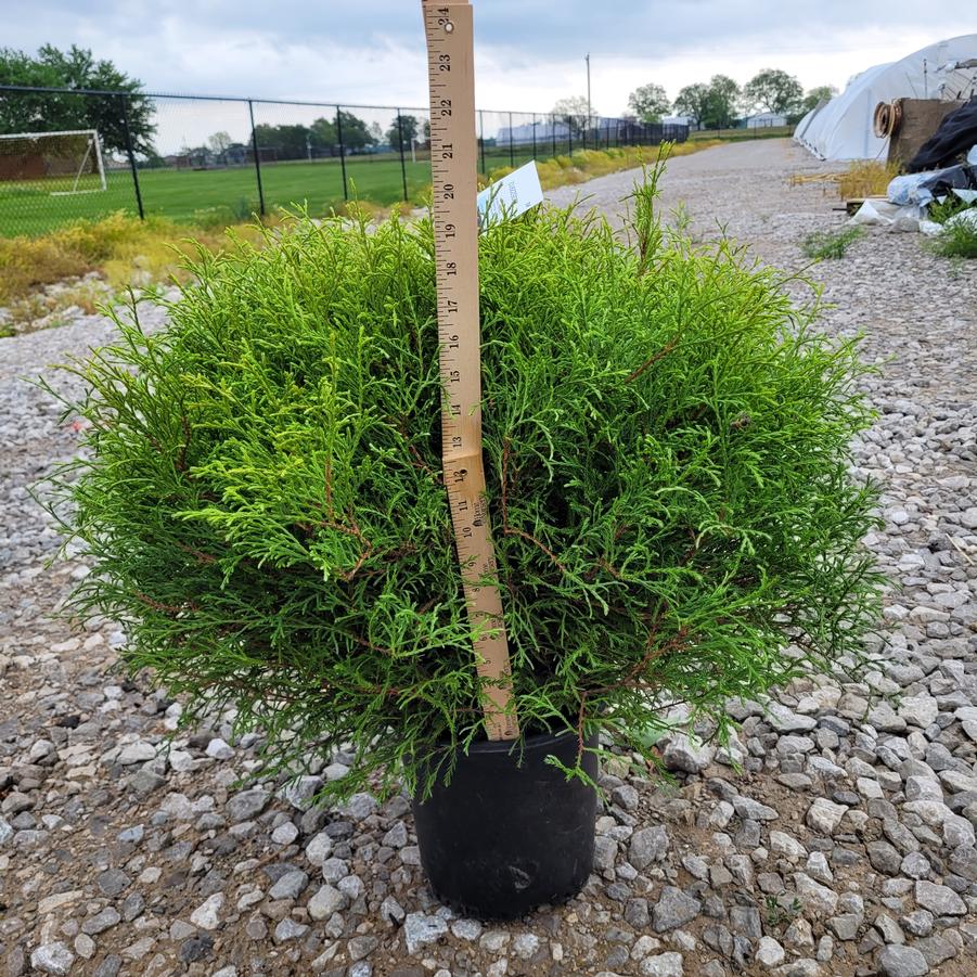 Thuja occidentalis Mr. Bowling Ball®