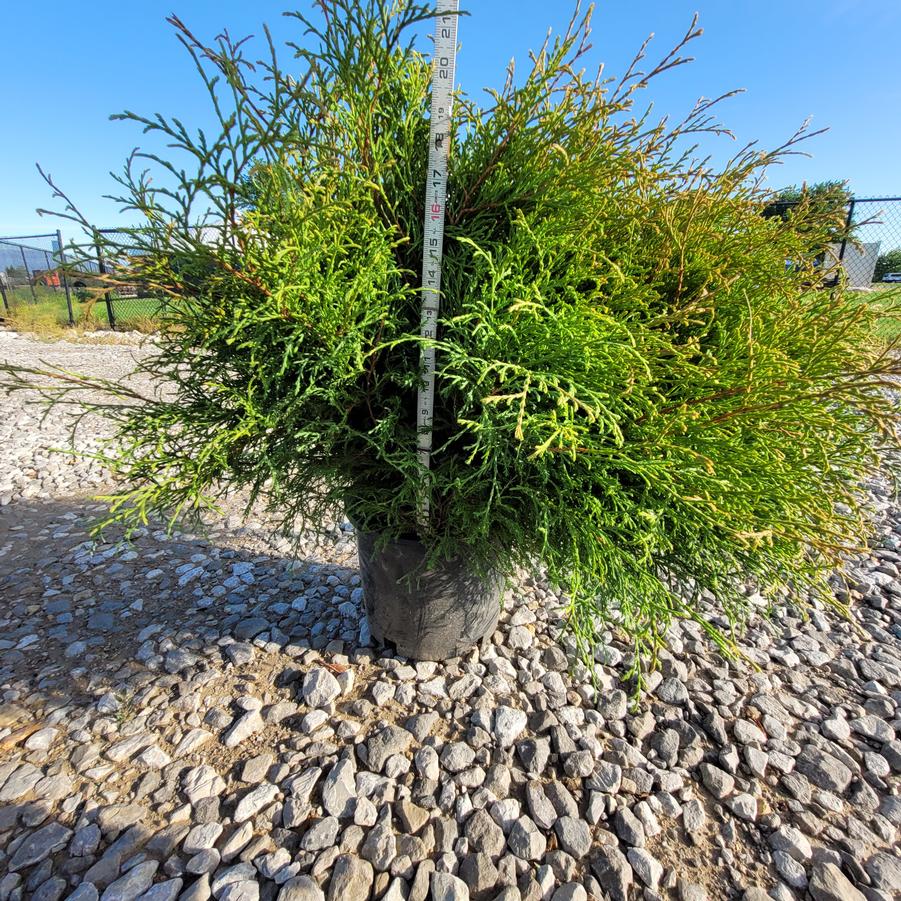 Thuja occidentalis Mr. Bowling Ball®