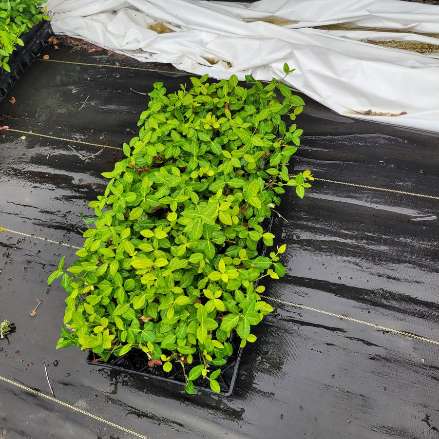 Euonymus fortunei 'Coloratus'
