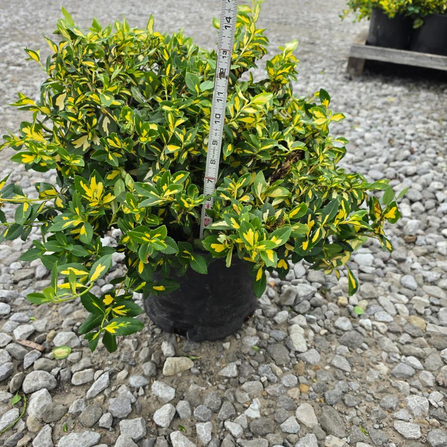 Euonymus fortunei 'Moonshadow'