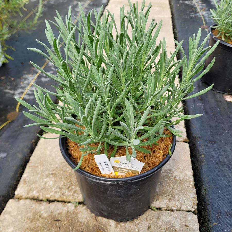 Lavandula x intermedia Sensational!™