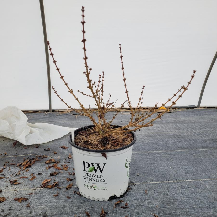 Forsythia x Show Off Starlet®