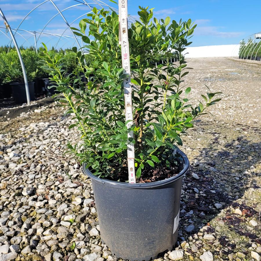 Illex glabra 'Densa'