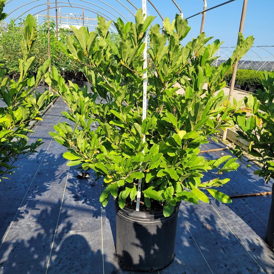 Magnolia stellata 'Royal Star'