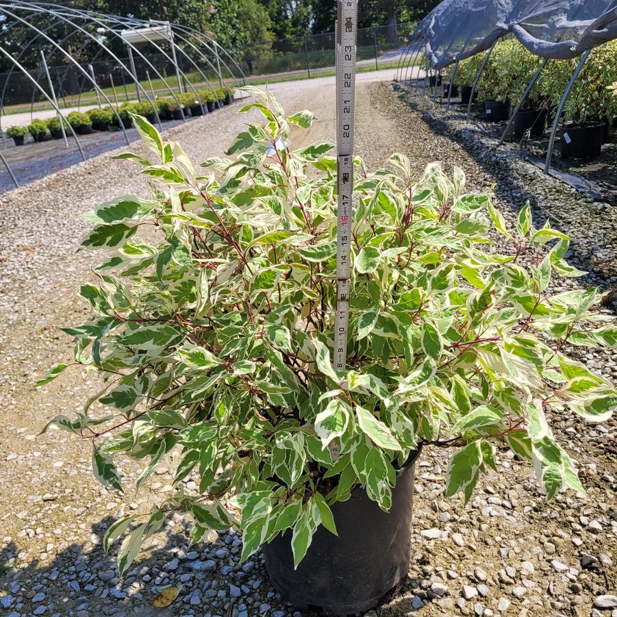 Cornus alba 'Ivory Halo'